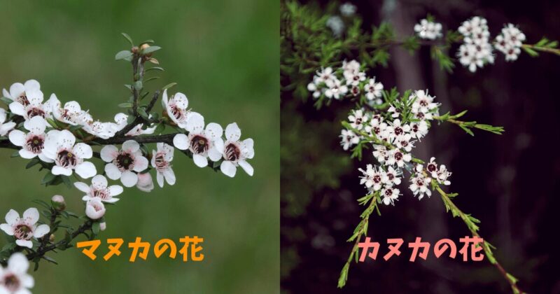 カヌカとマヌカの違い