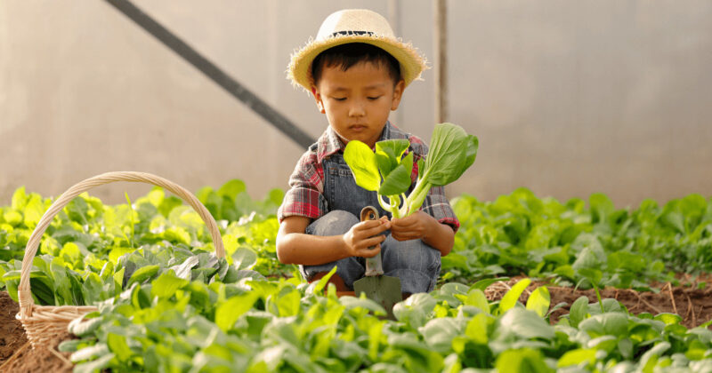 子供が無農薬野菜を栽培